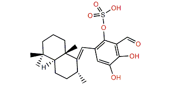 Siphonodictyal B2